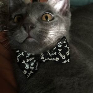 Meet your Posher, Tabitha